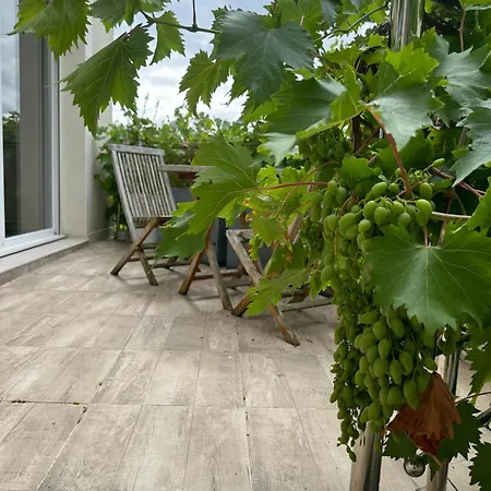 Pink Tropical Champagne * Reims