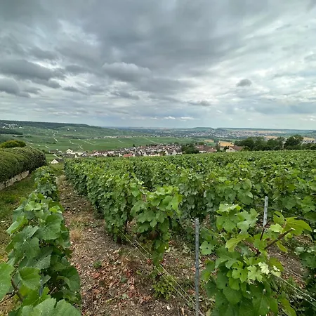 Apartment Pink Tropical Champagne *