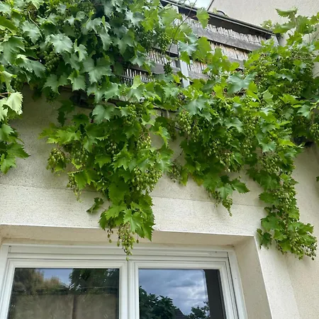 Pink Tropical Champagne